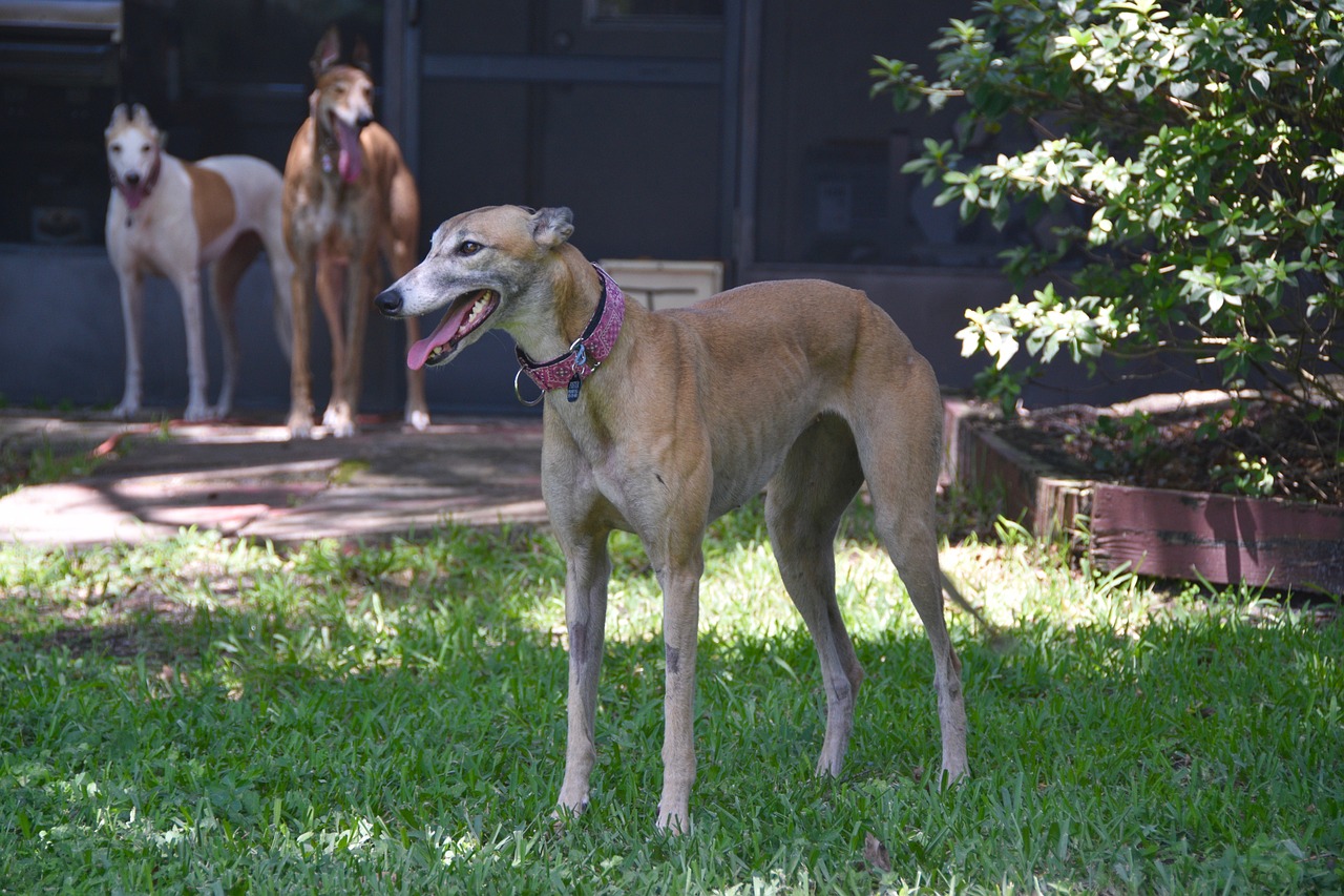 The Power of Adoption - Changing Lives One Pet at a Time